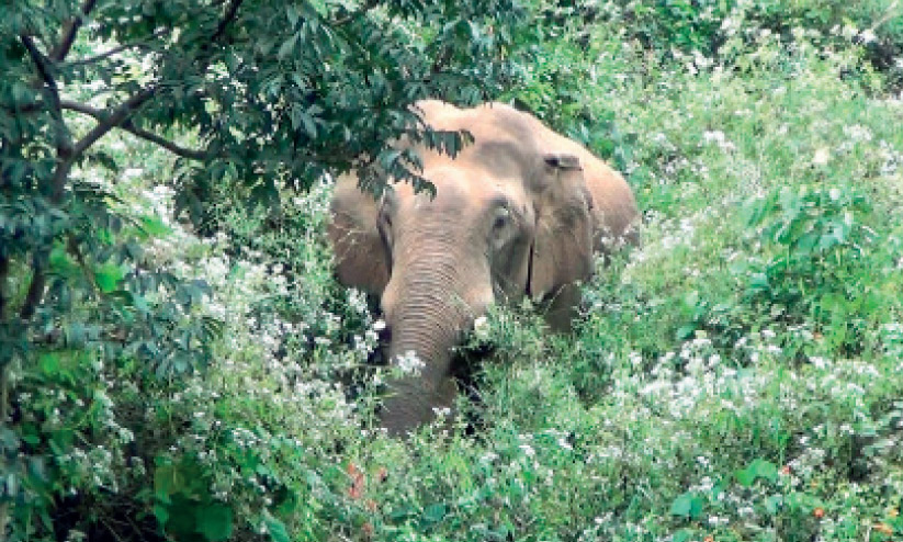 തമിഴ്നാട്ടില് മൂന്നുപേരെ കൊന്ന കാട്ടാന മുണ്ടേരി വനത്തിൽ തമിഴ്നാട്ടില് മൂന്നുപേരെ കൊന്ന കാട്ടാന മുണ്ടേരി വനത്തിൽ