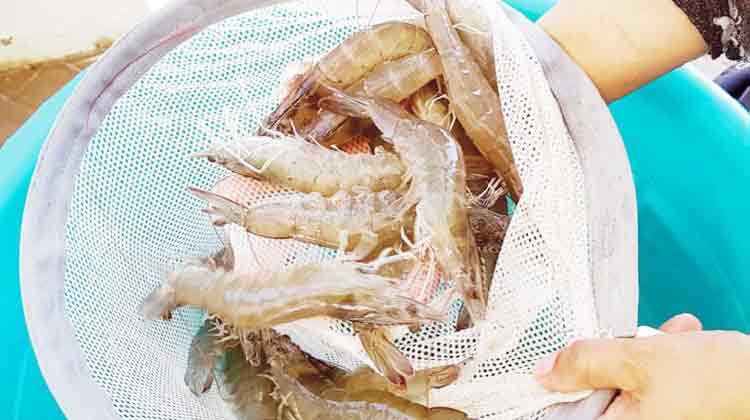 റാസ് മത്ബഖിൽ ചെമ്മീൻ കൃഷി വിളവെടുപ്പുമായി മന്ത്രാലയം റാസ് മത്ബഖിൽ ചെമ്മീൻ കൃഷി വിളവെടുപ്പുമായി മന്ത്രാലയം