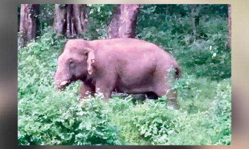 ആ​ക്ര​മ​ണ​കാ​രി​യാ​യ കൊ​മ്പ​ന്‍ കു​മ്പ​ള​പ്പാ​റ കോ​ള​നി​ക്ക് സ​മീ​പ​മെ​ത്തി; നാട്ടുകാർ ഭീതിയിൽ