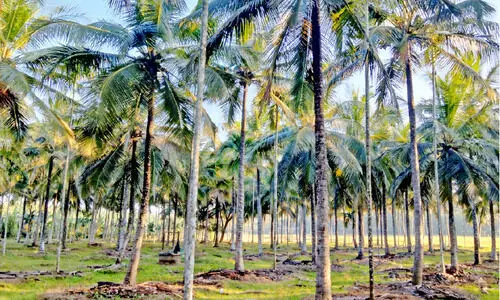 നാളികേരത്തിന് നല്ലകാലം