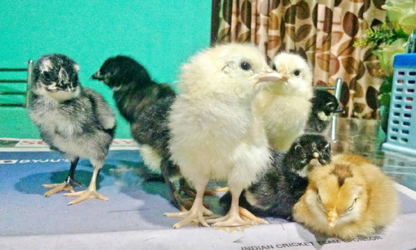 500 രൂപയുണ്ടെങ്കിൽ ആർക്കും ഇൻകുബേറ്റർ നിർമിക്കാം 500 രൂപയുണ്ടെങ്കിൽ ആർക്കും ഇൻകുബേറ്റർ നിർമിക്കാം