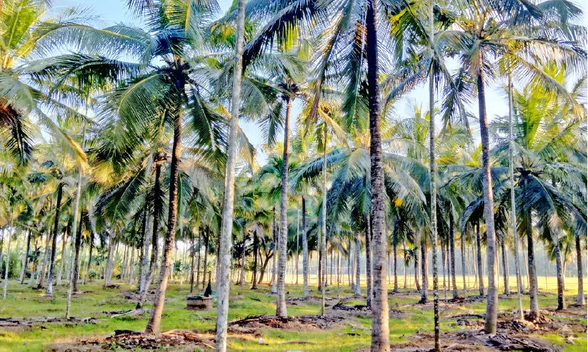 നാളികേരത്തിന് നല്ലകാലം നാളികേരത്തിന് നല്ലകാലം