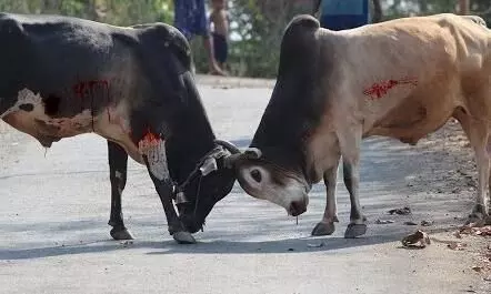 bull fight bull fight