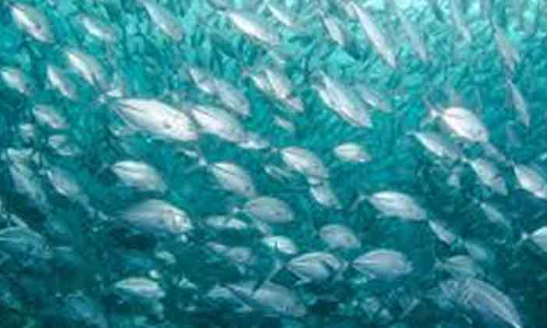 ബഹ്റൈനിലെ മത്സ്യകൃഷി കുതിച്ചുചാട്ടത്തി​െൻറ പാതയിൽ