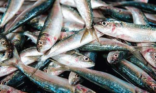 നെയ്മത്തി വരവ് തുടങ്ങി; തീരം പ്രതീക്ഷയിൽ