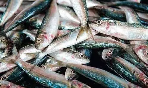 നെയ്മത്തി വരവ് തുടങ്ങി; തീരം പ്രതീക്ഷയിൽ