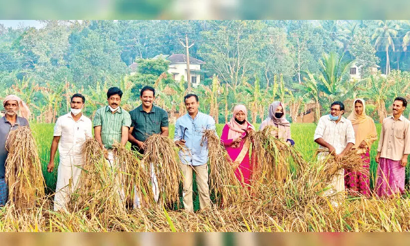 Harvest Festival before the Pledge of Allegiance Harvest Festival before the Pledge of Allegiance