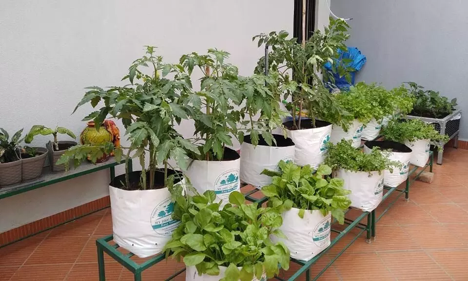 ഗ്രോബാഗിൽ ഇങ്ങനെ വളമിടാം