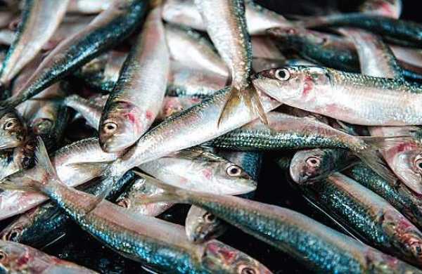 നെയ്മത്തി വരവ് തുടങ്ങി; തീരം പ്രതീക്ഷയിൽ നെയ്മത്തി വരവ് തുടങ്ങി; തീരം പ്രതീക്ഷയിൽ