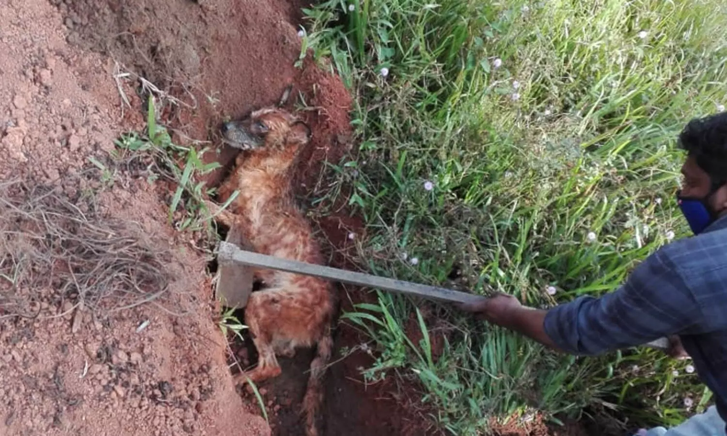 കോഴിയെ പിടിക്കാൻ വന്ന കുറുക്കന്‍ കിണറ്റില്‍ വീണ് ചത്തു; കുടിവെള്ളം മുട്ടി പൗലോസും കുടുംബവും