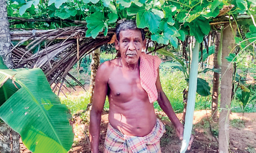 66 പി​ന്നി​ട്ടെ​ങ്കി​ലും ചീ​ര​ത​ട​ത്തി​ൽ സു​ലൈ​മാ​ന് കൃ​ഷി ജീ​വ​നാ​ണ്