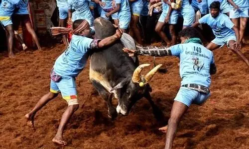 Jallikattu event