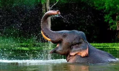 ക്ഷേത്രങ്ങളിൽ ആനകളെ ഉപയോഗിക്കാൻ പുതിയ മാർഗ നിർദേശം