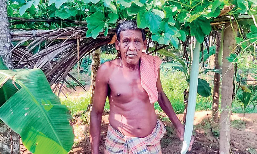 66 പിന്നിട്ടെങ്കിലും ചീരതടത്തിൽ സുലൈമാന് കൃഷി ജീവനാണ് 66 പിന്നിട്ടെങ്കിലും ചീരതടത്തിൽ സുലൈമാന് കൃഷി ജീവനാണ്