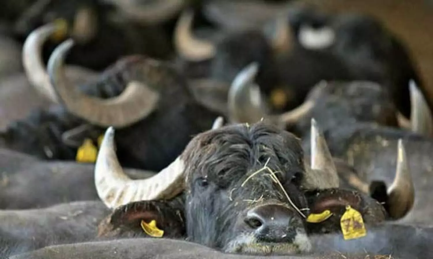 The stolen buffalo was tied to a vehicle