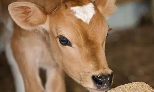 പാലുൽപ്പാദനത്തിന് കന്നുകാലികൾക്ക് സമീകൃതാഹാരം