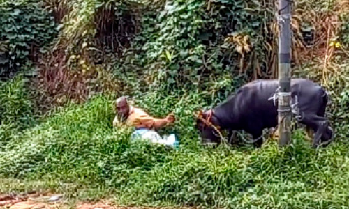 നാടിനെ മുള്‍മുനയില്‍ നിര്‍ത്തി പോത്തി​െൻറ പരാക്രമം