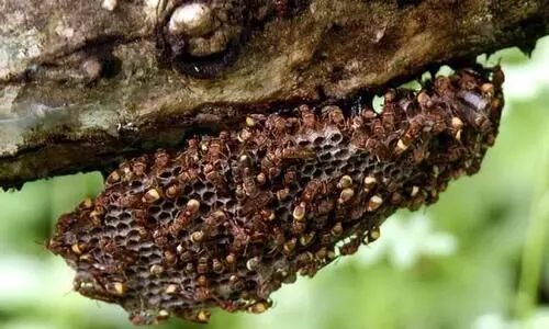 കടന്നൽ ആക്രമണത്തിന്‍റെ ഞെട്ടലിൽ നാട്; നൊമ്പരമായി ബീരാന്‍റെ മരണം