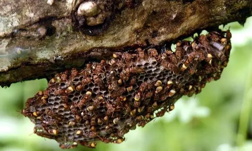 കടന്നൽ ആക്രമണത്തിന്‍റെ ഞെട്ടലിൽ നാട്; നൊമ്പരമായി ബീരാന്‍റെ മരണം