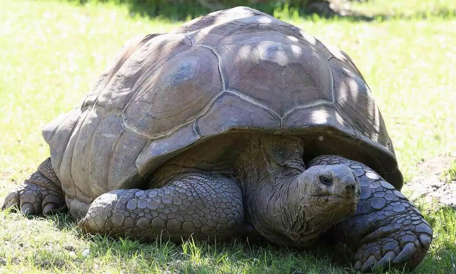10 ലക്ഷത്തോളം വിലവരുന്ന ഭീമൻ ആമയെ ചെന്നൈയിലെ പാർക്കിൽ വെച്ച്​ കാണാതായി; മോഷണമെന്ന്​ സംശയം