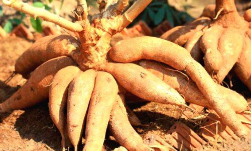 മു​ന്തി​യ വി​ള​വ് ല​ഭി​ച്ചി​ട്ടും കൂ​ലി​െ​ച്ച​ല​വ് ല​ഭി​ക്കാ​തെ ക​പ്പ ക​ർ​ഷ​ക​ർ