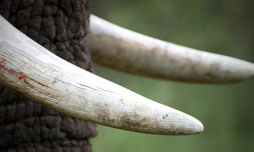 പൊ​ള്ളാ​ച്ചി​ക്ക്​ സ​മീ​പം ആ​ന​ക്കൊ​മ്പു​ക​ൾ വി​ൽ​ക്കാ​ൻ  ശ്ര​മി​ച്ച ആ​റം​ഗ സം​ഘം പി​ടി​യി​ൽ