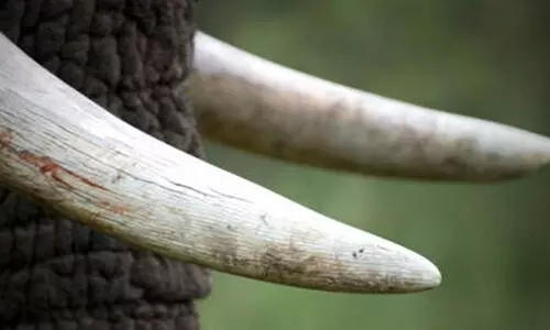 പൊ​ള്ളാ​ച്ചി​ക്ക്​ സ​മീ​പം ആ​ന​ക്കൊ​മ്പു​ക​ൾ വി​ൽ​ക്കാ​ൻ  ശ്ര​മി​ച്ച ആ​റം​ഗ സം​ഘം പി​ടി​യി​ൽ