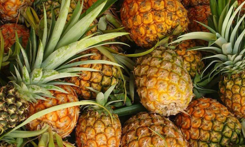 പൈനാപ്പിൾ വില കുതിക്കുന്നു