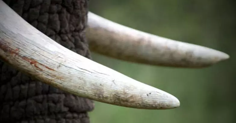 പൊ​ള്ളാ​ച്ചി​ക്ക്​ സ​മീ​പം ആ​ന​ക്കൊ​മ്പു​ക​ൾ വി​ൽ​ക്കാ​ൻ  ശ്ര​മി​ച്ച ആ​റം​ഗ സം​ഘം പി​ടി​യി​ൽ