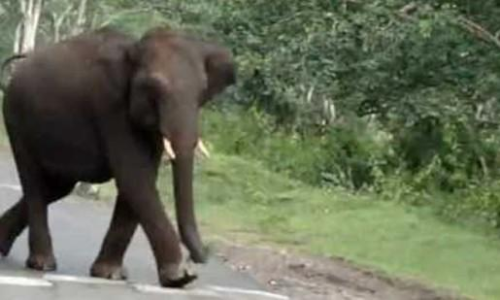 ദേശീയപാതയിൽ കാറിന് നേരെ പാഞ്ഞടുത്ത് കാട്ടാന; ഇറങ്ങിയോടി രക്ഷപ്പെട്ട് യുവാക്കൾ