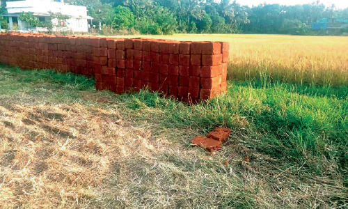 നെ​ൽ​വ​യ​ൽ നി​ക​ത്തി വീ​ട് നി​ർ​മാ​ണം; ക​ണ്ണ​ട​ച്ച്​ അ​ധി​കൃ​ത​രും