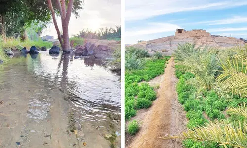 ഹൃദയം കവർന്ന്​ യാംബു അൽനഖ്‌ലിലെ ഹരിതകാന്തി