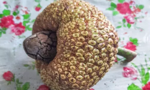 വേ​ണ​മെ​ങ്കി​ൽ ച​ക്ക ക​ശു​മാ​ങ്ങ രൂ​പ​ത്തി​ലു​മാ​കും