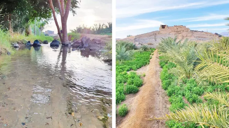 ഹൃദയം കവർന്ന്​ യാംബു അൽനഖ്‌ലിലെ ഹരിതകാന്തി