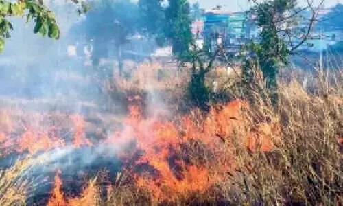 Three acres of grasslands destroyed by fired in Madaipara Three acres of grasslands destroyed by fired in Madaipara