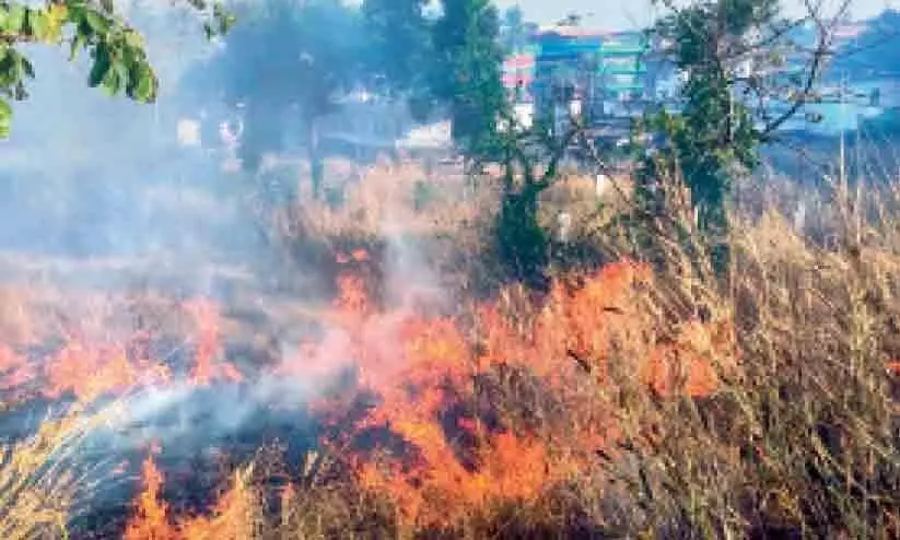 Three acres of grasslands destroyed by fired in Madaipara Three acres of grasslands destroyed by fired in Madaipara