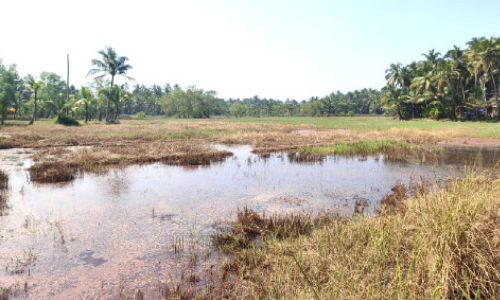 പുഴ ബണ്ടുകെട്ടി അടച്ചു; പടിഞ്ഞാറൻ മേഖല ഉപ്പുവെള്ളത്തില്‍ മുങ്ങി