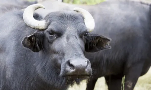 അറവ് ശാലയിൽനിന്ന് പോത്ത് കയറ് പൊട്ടിച്ചോടി; ഭയന്ന് നാട്