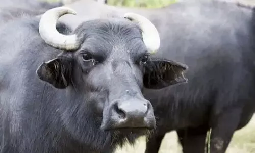 അറവ് ശാലയിൽനിന്ന് പോത്ത് കയറ് പൊട്ടിച്ചോടി; ഭയന്ന് നാട്