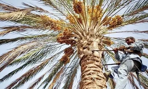 ഈ​ത്ത​പ്പ​ഴ കു​രു​വി​ൽ​നി​ന്ന് ജൈ​വ ഇ​ന്ധ​നം ഉ​ൽ​പ്പാ​ദി​പ്പി​ച്ച് ഗ​വേ​ഷ​ക​ർ