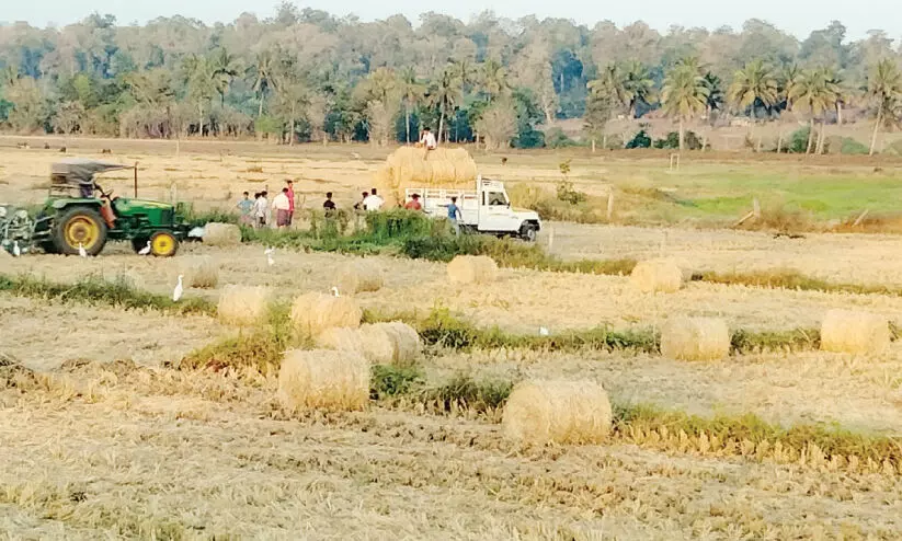 വൈക്കോൽ കർണാടകയിൽനിന്ന്; ഇവിടെ വിലയുമില്ല വൈക്കോൽ കർണാടകയിൽനിന്ന്; ഇവിടെ വിലയുമില്ല