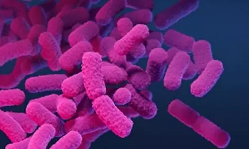Shigella Bacteria