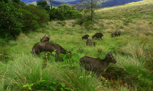 mathikettan shola national park