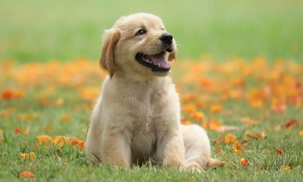 മകനോടുള്ള കലി മൂത്തപ്പോൾ വളർത്തുനായ്ക്ക് രണ്ട് ഏക്കർ നൽകി; സർപഞ്ച് ഇടപെട്ടപ്പോൾ മനംമാറ്റം മകനോടുള്ള കലി മൂത്തപ്പോൾ വളർത്തുനായ്ക്ക് രണ്ട് ഏക്കർ നൽകി; സർപഞ്ച് ഇടപെട്ടപ്പോൾ മനംമാറ്റം