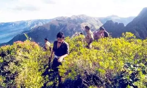 Vellimudi Forest Department: Cannabis plantation inspected