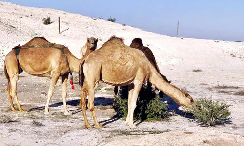 വി​ല​ക്കു​ള്ള സ്​​ഥ​ല​ങ്ങ​ളി​ൽ ഒ​ട്ട​ക​ങ്ങ​ളെ മേ​യാ​ൻ വി​ട​രു​ത്​