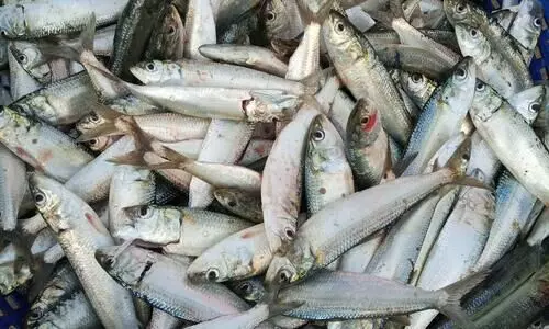 കേരള തീരത്ത്​ വീണ്ടും മത്തിയുടെ സാന്നിധ്യം; പിടിക്കുന്നതിൽ നിയന്ത്രണം വേണമെന്ന് അധികൃതർ