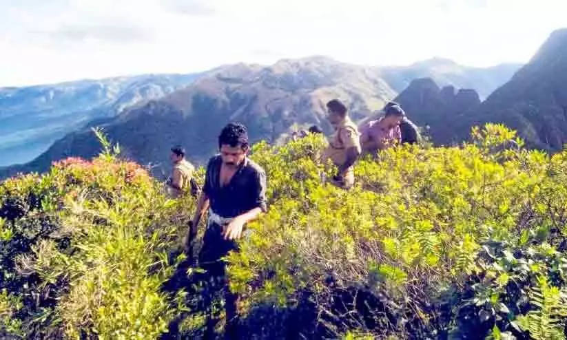 Vellimudi Forest Department: Cannabis plantation inspected