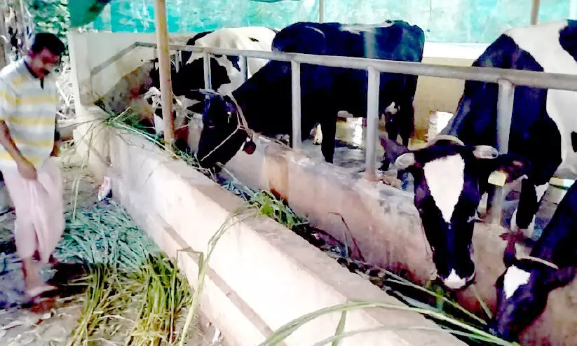 ക്ഷീര മേഖലയിലേക്ക് കൂടുതൽ പേർ; ജി​ല്ല​യി​ൽ പാ​ൽ ഉ​ൽ​പാ​ദ​ന​ത്തി​ൽ വ​ൻ വ​ർ​ധ​ന