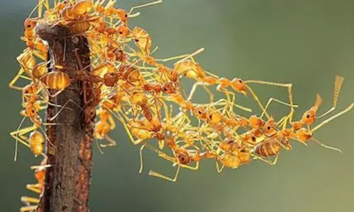 കോ​വി​ഡി​നെ തു​ര​ത്താ​ൻ ചു​വ​ന്നു​​റു​മ്പ്​ ​ ച​ട്​​നി​ക്കാ​വു​മോ?